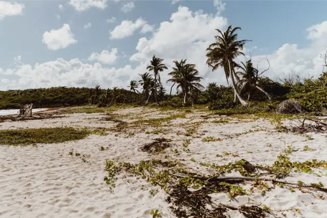 Palm trees behind a white sand beach under broken cloud, in Agfa Vista 400