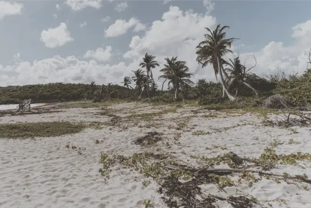 Palm trees behind a white sand beach under broken cloud, in Fuji Pro 400H