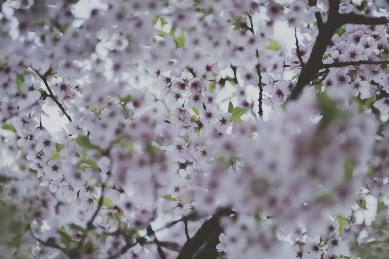 The same photo in Fuji Pro 400H