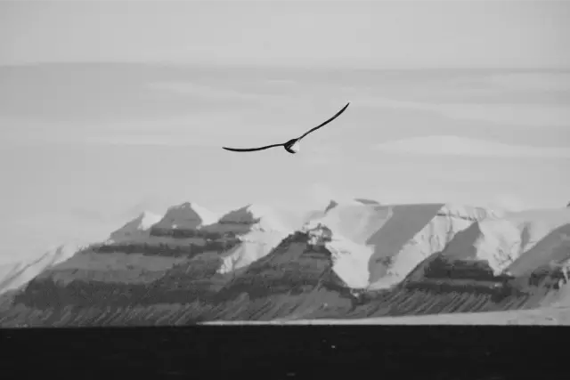 A bird gliding past snow-covered mountains on Svalbard, in Ilford Delta 3200