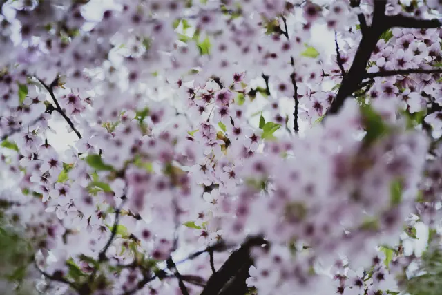 Pink cherry blossom filling the frame, in Kodak Portra 800