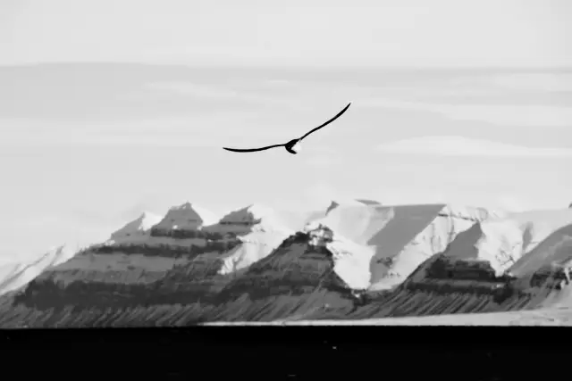 A bird gliding past snow-covered mountains on Svalbard, in Kodak Tri-X 400