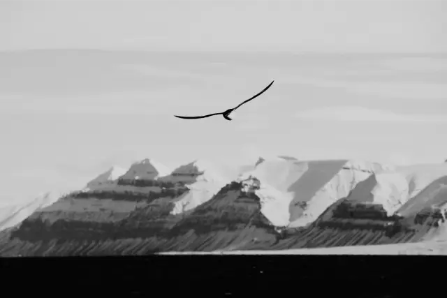 A bird gliding past snow-covered mountains on Svalbard, in MONO X 400