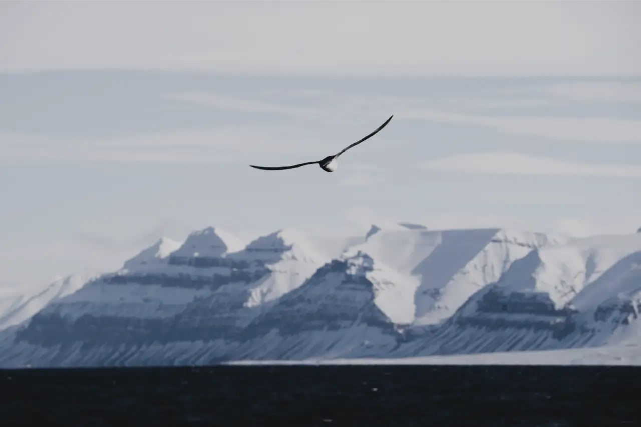 A bird gliding past snow-covered mountains on Svalbard, unedited