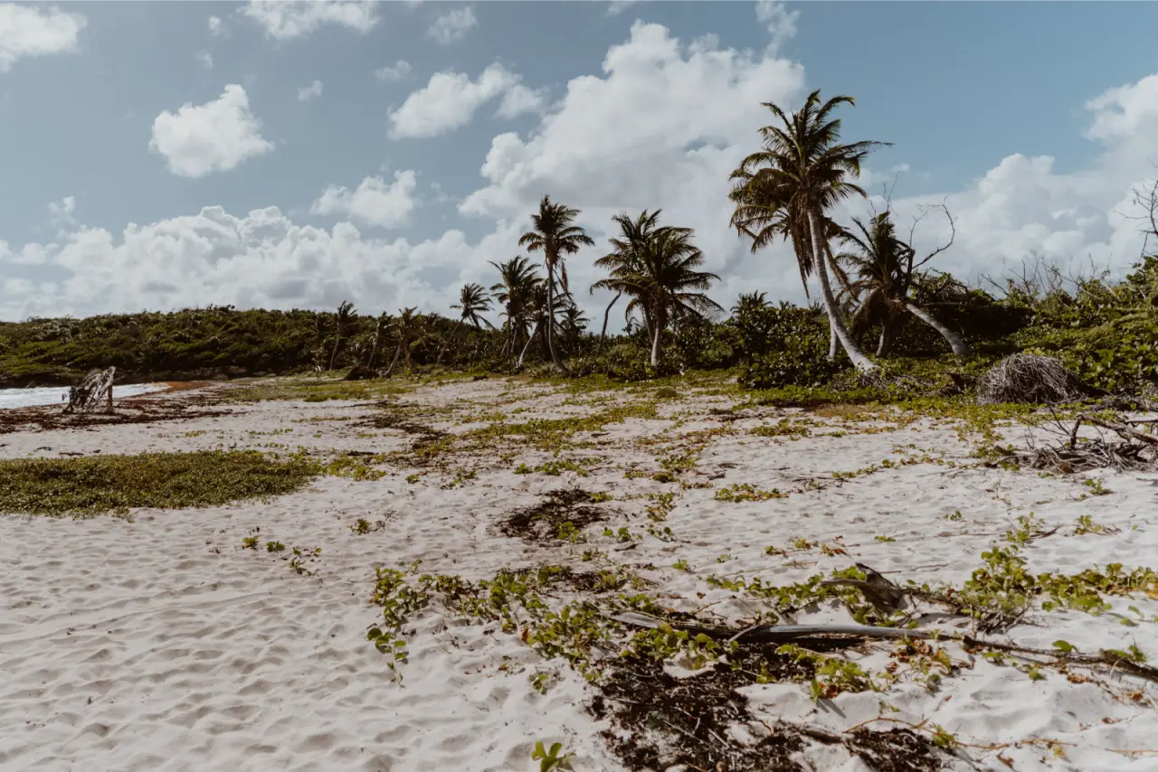Palm trees behind a white sand beach under broken cloud, unedited