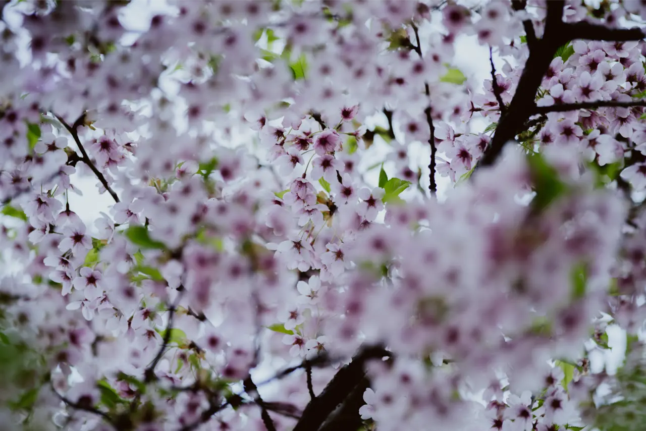 Pink cherry blossom filling the frame, unedited