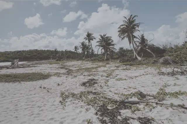 Palm trees behind a white sand beach under broken cloud, in Polaroid 600