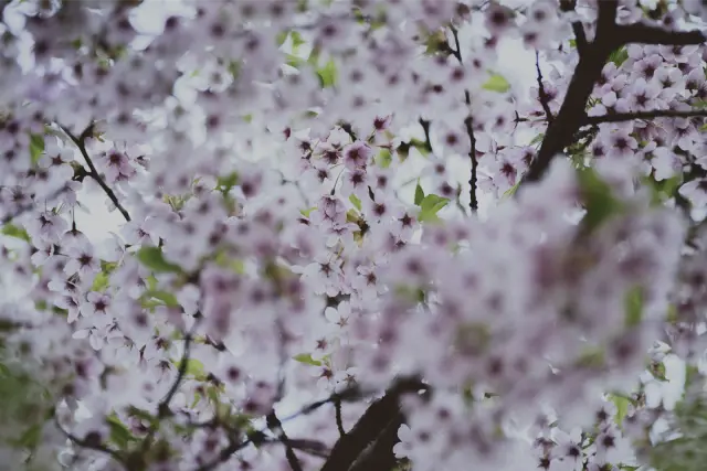 Pink cherry blossom filling the frame, in VNTG F 160